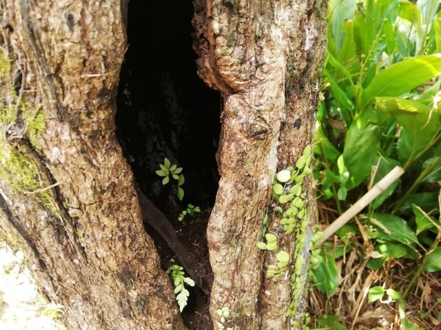 外のゴキブリの生息地の一つである木の樹洞の画像