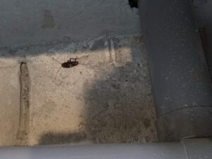 1枚目の写真をクローズアップ。基礎内部の奥まった場所で、外部から侵入し行き場を失って死骸となった大型のクロゴキブリがはっきりと確認できる証拠写真