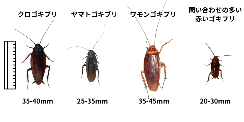 大型のゴキブリの種類とよく見られる赤いゴキブリの画像
