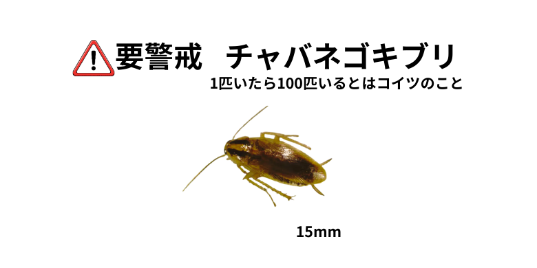 ゴキブリの中で最も警戒が必要なチャバネゴキブリを表した画像