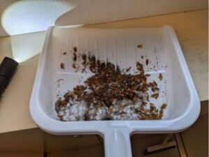 八王子市のマンション退去後、1週間の連鎖死滅施工後にちりとりで大量に回収されたチャバネゴキブリの死骸(駆除効果の証拠写真)