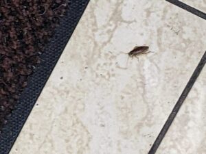 1枚目の写真とは別の個体をクローズアップ。床面を移動するチャバネゴキブリ特有の2本の黒い筋とはっきりと確認でき、店舗内での繁殖を完全特定した証拠写真