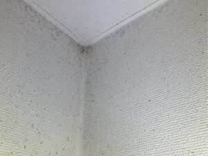 川崎市中原区のアパート室内、天井の隅に付着したチャバネゴキブリの糞の形跡