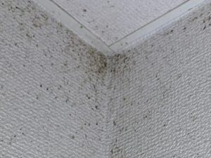 1枚目の写真をクローズアップ。天井の隅に密集した黒い粒が、集合フェロモンを放つチャバネゴキブリ特有の糞であることを完全特定。壁裏での繁殖を示唆する証拠写真