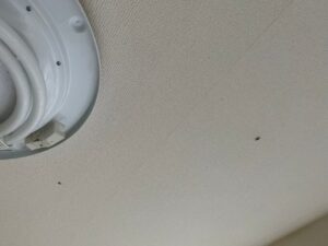 さいたま市南区の戸建て住宅、キッチン天井を徘徊するチャバネゴキブリの様子