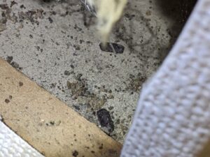 1枚目の写真を拡大。換気扇ダクト付近の極小の隙間に、クロゴキブリの卵（卵鞘）が複数付着していることがはっきりと確認できるプロによる証拠写真