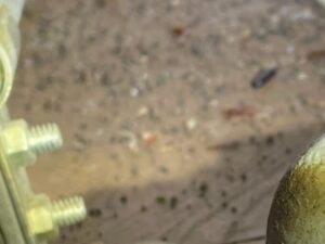 先ほどのガス管付近を拡大。大型のクロゴキブリと繁殖力の強いチャバネゴキブリ、両方の糞と卵鞘が混在して付着しており、劣悪な生息環境となっていることがわかる決定的な証拠写真